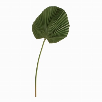 MAGIQ　ファンパーム　グリーン　アーティフィシャルフラワー　造花　FG000170　トロピカルリーフ（長さ 約79×幅 約30cm / グリーン）