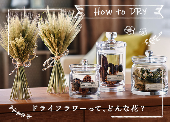 How to DRY - ドライフラワーって、どんな花？ -